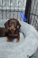 Miniature Dachshund dogs KC, PRA, only = 1 = boy reserved 😍 - Advert 12