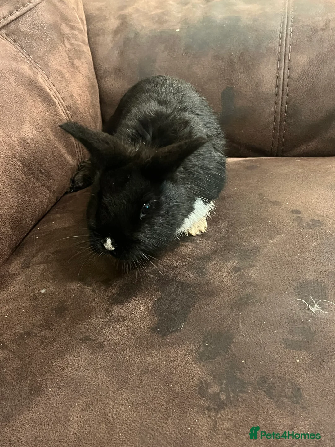Netherland Dwarf rabbits for sale: House raised - Advert 10
