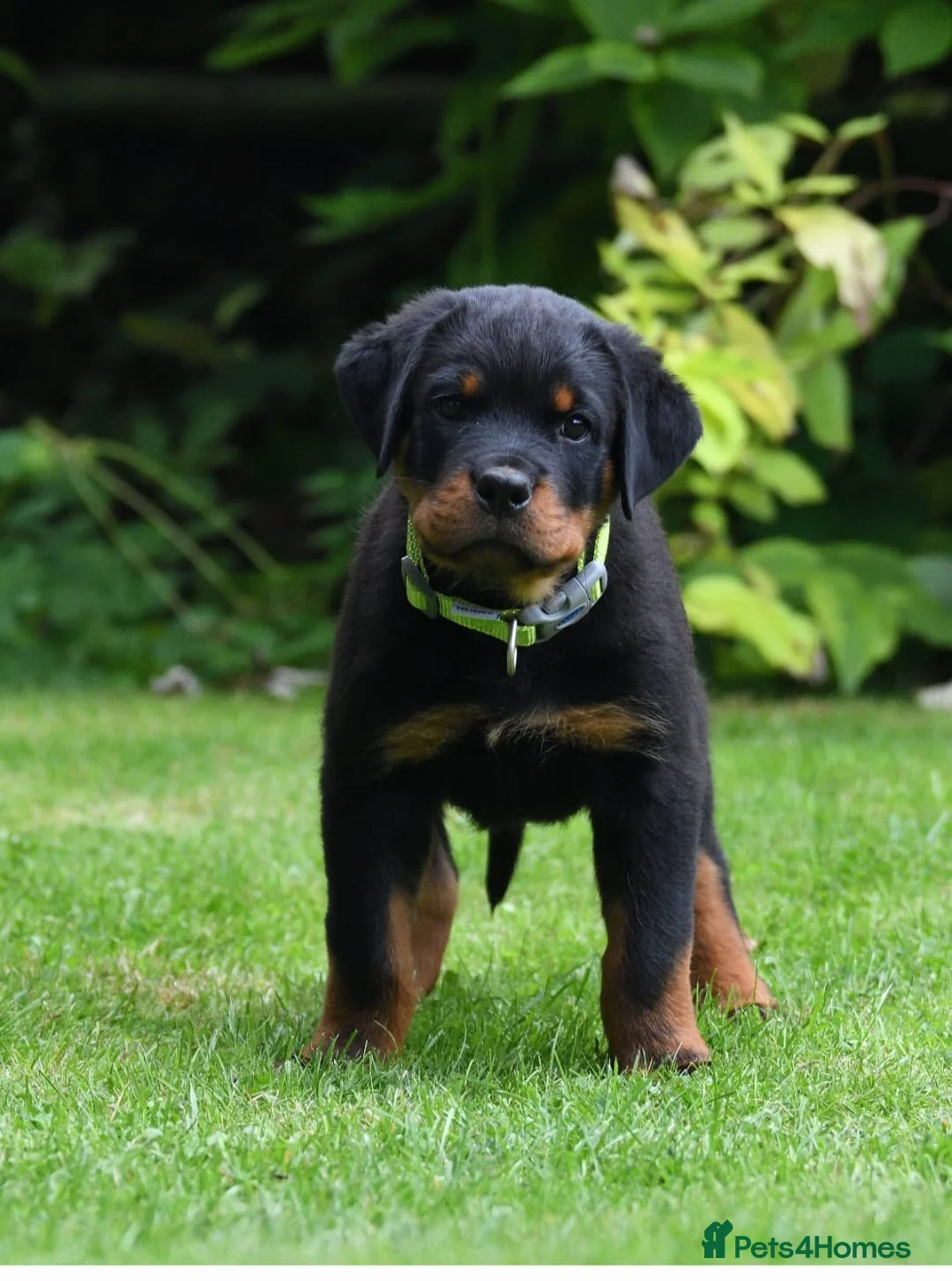 Rottweiler dogs for stud: Onex de Tierra Ibera available for stud in Newark - Advert 19