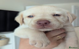 Labrador Retriever dogs for sale: Labrador puppies - Image 2