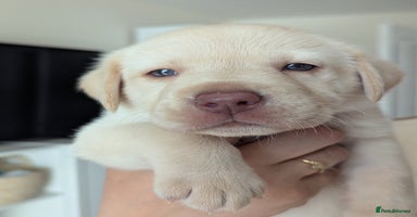 Labrador Retriever dogs - Advert 10