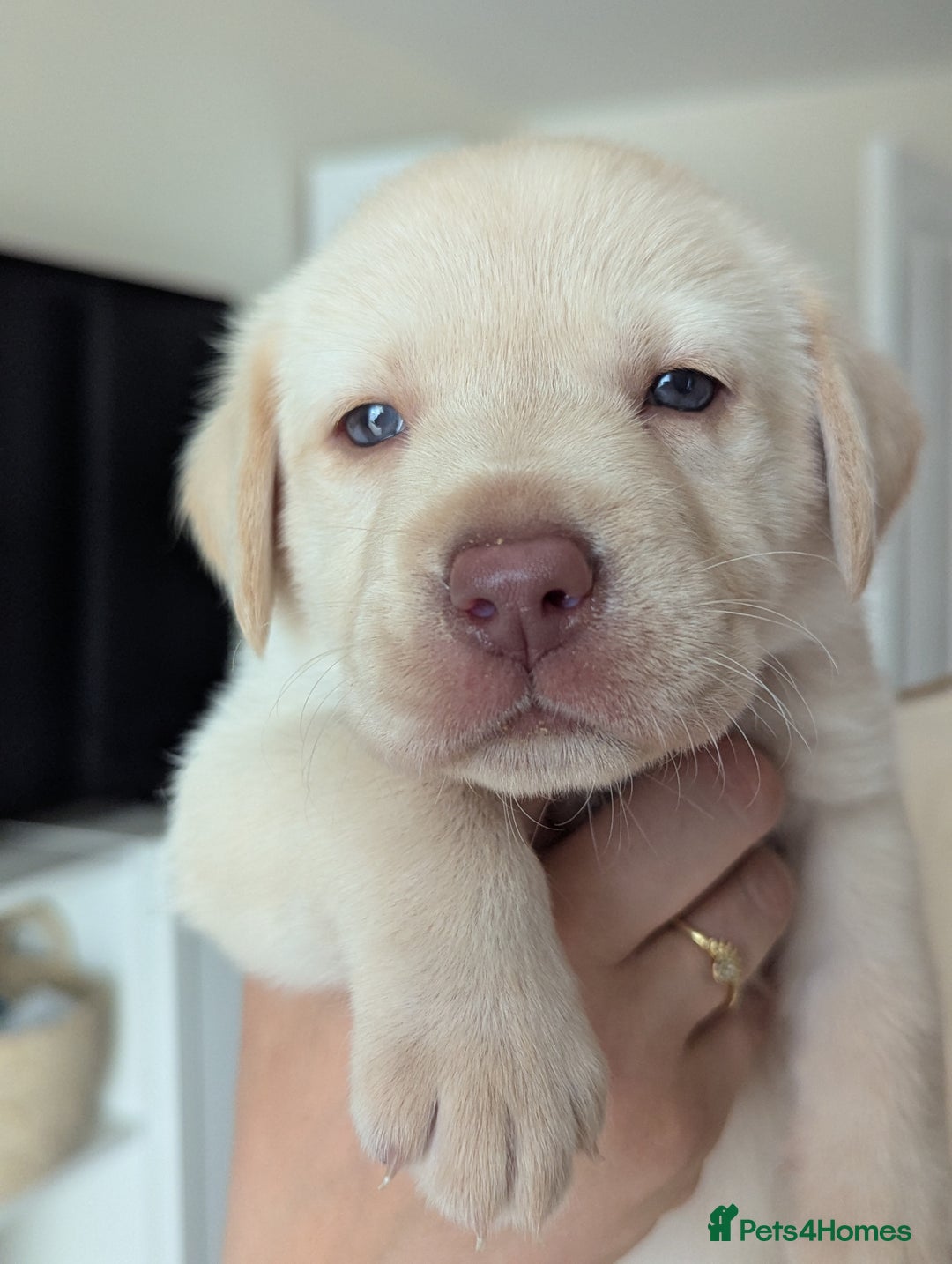 Labrador Retriever dogs for sale: Labrador puppies - Image 2
