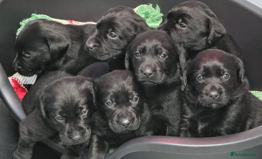 Labrador Retriever dogs for sale: Quality bred dual purpose Labrador pups  in Haltwhistle - Image 2