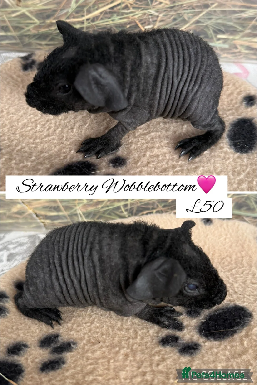 Guinea Pig rodents for sale: Pedigree guinea pigs  - Advert 1