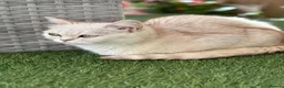 Persian cats for sale: Miss  in Hatfield - Advert 14
