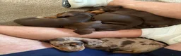 Dachshund dogs for sale: Smooth Dachshund Pups - Dapple & Brown/Tan - Devon - Advert 5