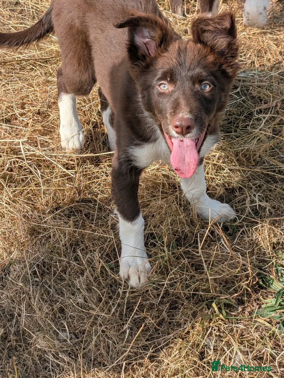 Border Collie dogs Taylor red and white isds reg pup - Advert 1