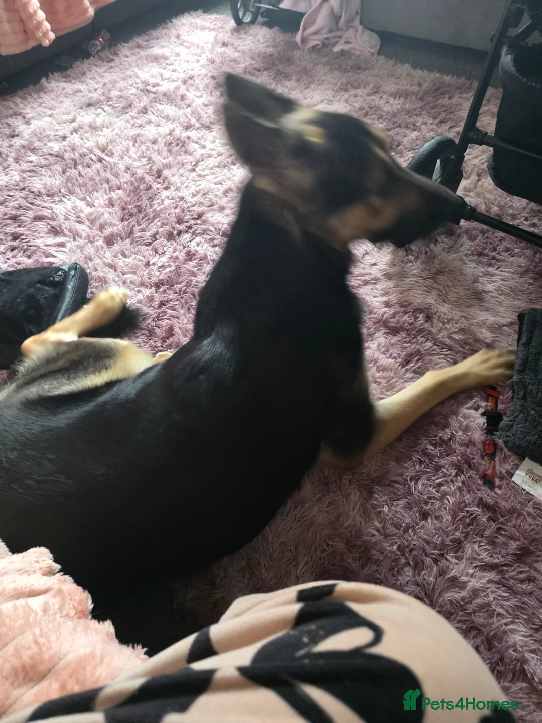 German Shepherd dogs for sale: German shepherd to rehome - Advert 2