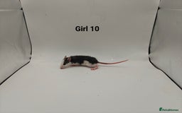 Rat rodents for sale: October Litters: 32 Rats For Sale - Image 18