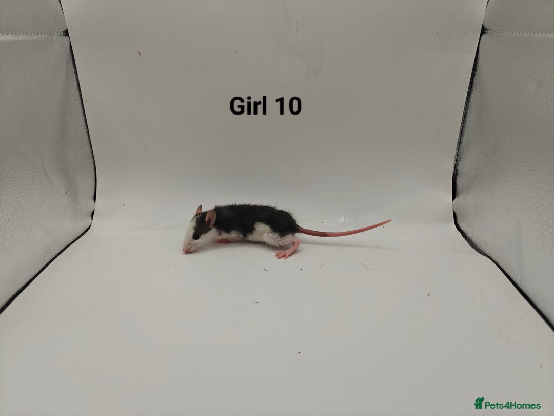 Rat rodents for sale: October Litters: 32 Rats For Sale - Image 18