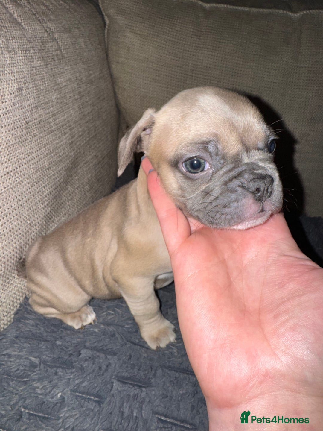 French Bulldog dogs for sale: Litter of mixed colour French bulldog puppies  - Advert 37