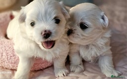 Maltese dogs for sale: Beautiful Maltese – KC, korean-Champion Bloodline - Image 12
