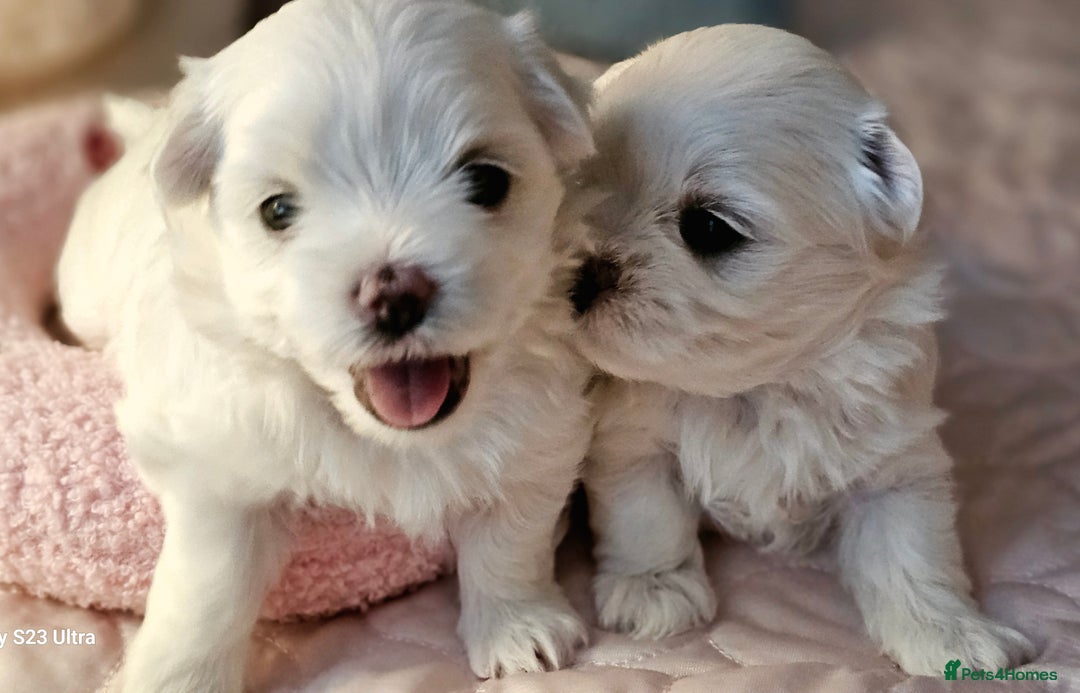 Maltese dogs for sale: Beautiful Maltese – KC, korean-Champion Bloodline - Image 12