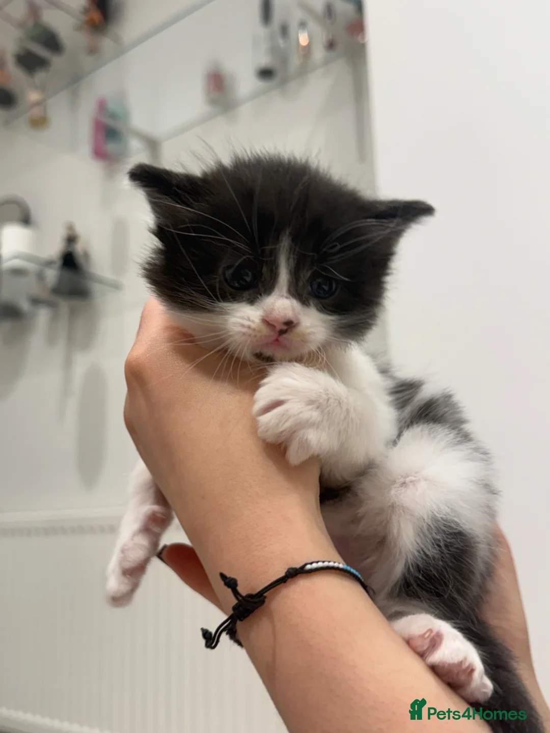 Mixed Breed cats for sale: Lovely mixed-breed kitten looking for a new home  in London - Advert 13