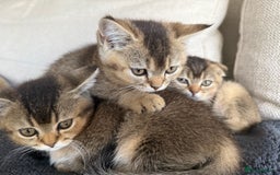 British Shorthair cats for sale: Scottish folds cross blue British - Image 10