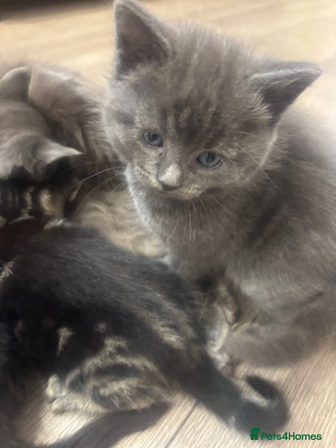 Russian Blue cats for sale: 3 Gorgeous kittens available  - Advert 2