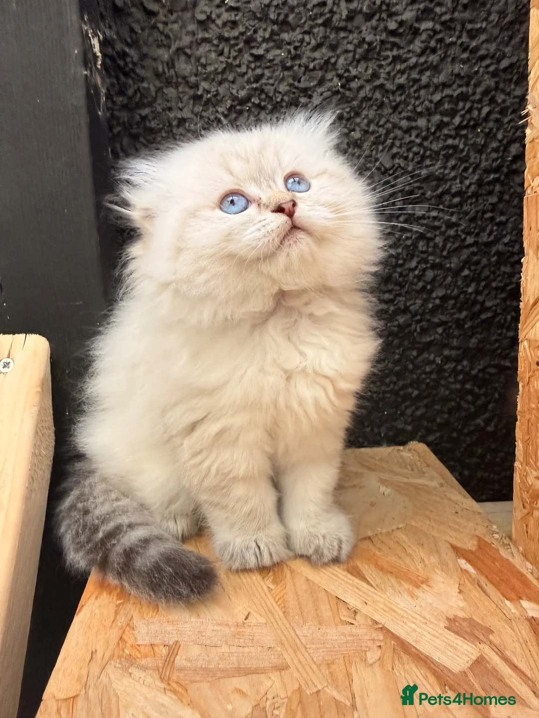 British Longhair cats for sale: Rainbow litter of show quality kittens  - Advert 16