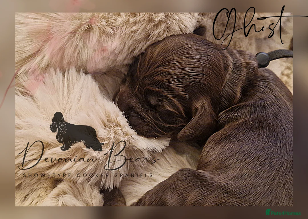 Cocker Spaniel dogs for sale: FULLY Health tested English Cocker Spaniel puppies - Advert 22