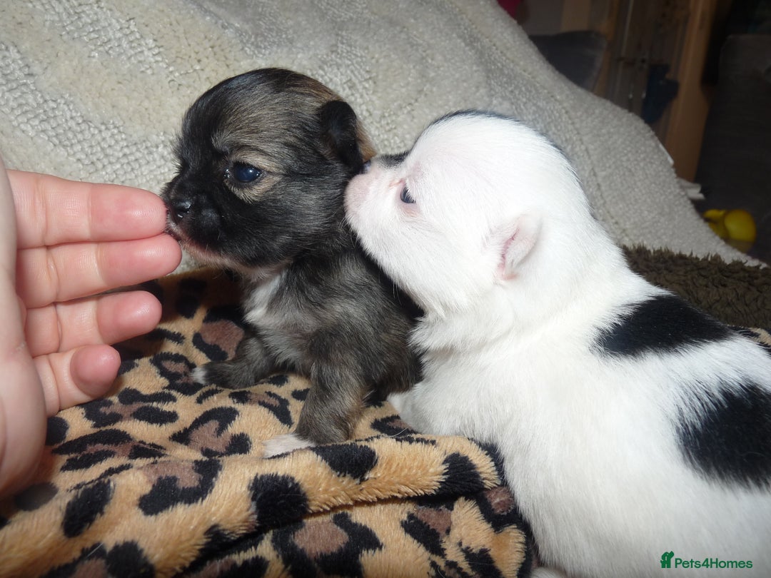Pomeranian dogs for sale: Pomeranian puppies!  - Image 3