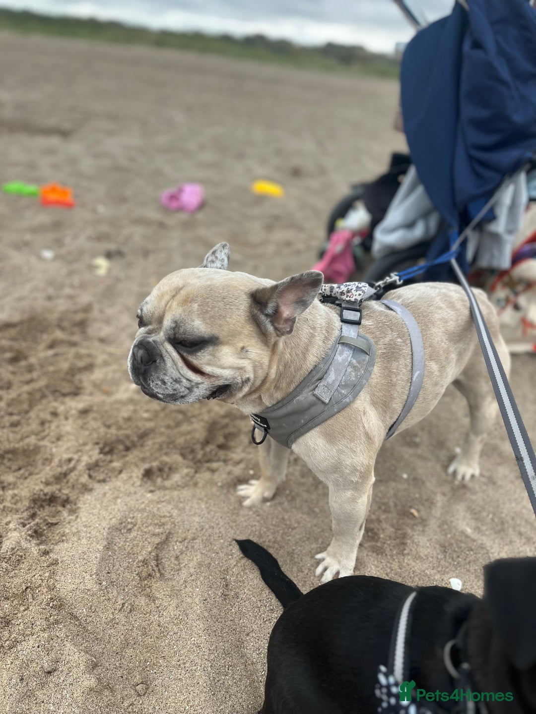 French Bulldog dogs for stud: French bulldog Merle for stud - Image 5