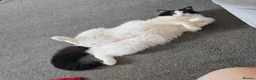 Ragdoll cats for sale: Very affectionate fur baby. in Margate - Advert 4