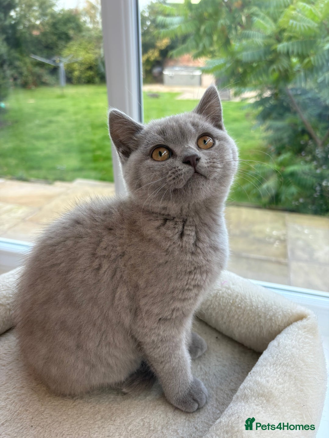 British Shorthair cats for sale: Beautiful BSH kittens- 1 boy remaining! REDUCED 🐾 - Image 4