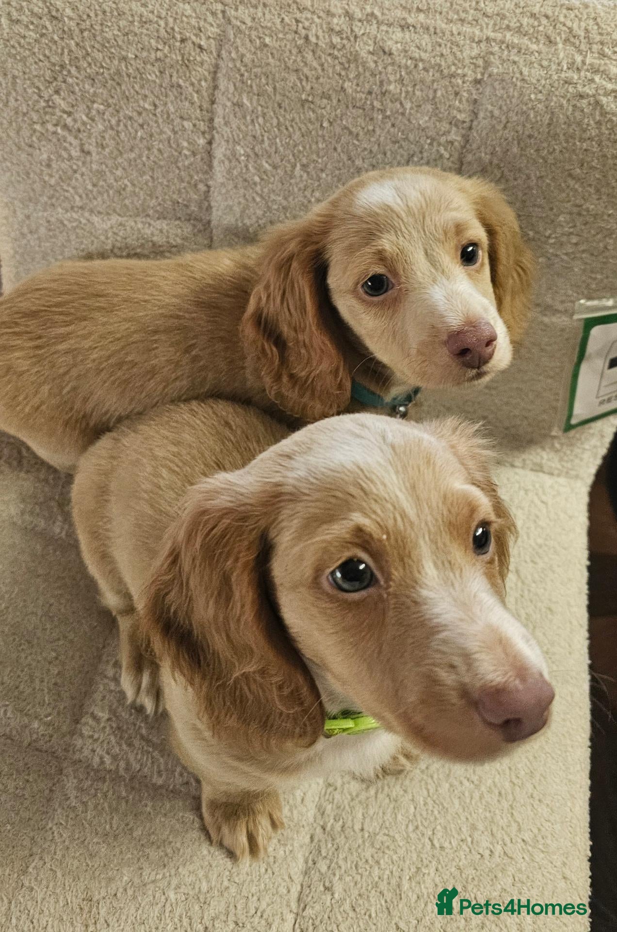 Miniature Dachshund dogs 🐾Rare Twin Male Cream long-haired🐾 - Advert 3