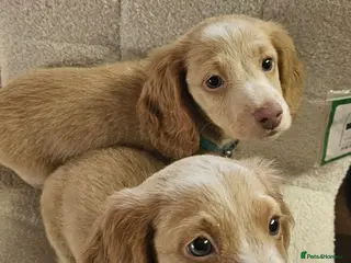 Miniature Dachshund dogs 🐾Rare Twin Male Cream long-haired🐾 - Advert 3