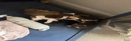 Mixed Breed dogs for sale: Beautiful Staffie cross puppies - Advert 23