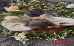 Staffordshire Bull Terrier dogs for sale: Stunning Staff Puppies  - Image 11