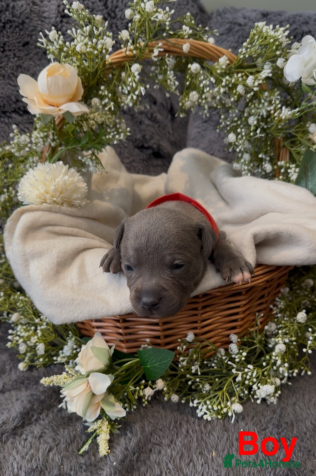 Staffordshire Bull Terrier dogs for sale: Stunning Staff Puppies  - Image 11