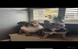French Bulldog dogs for sale: French bulldog  - Image 5