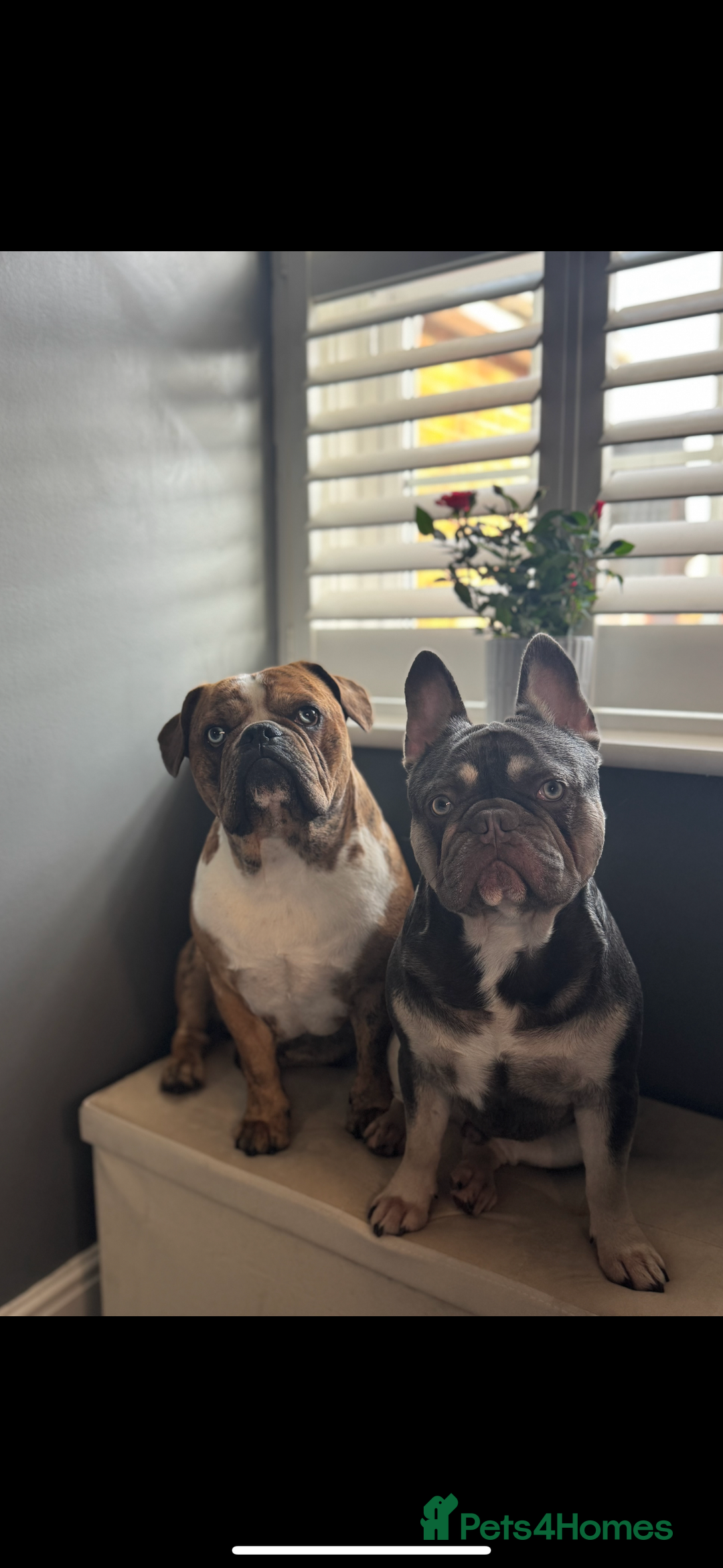 French Bulldog dogs for sale: French bulldog  - Image 5