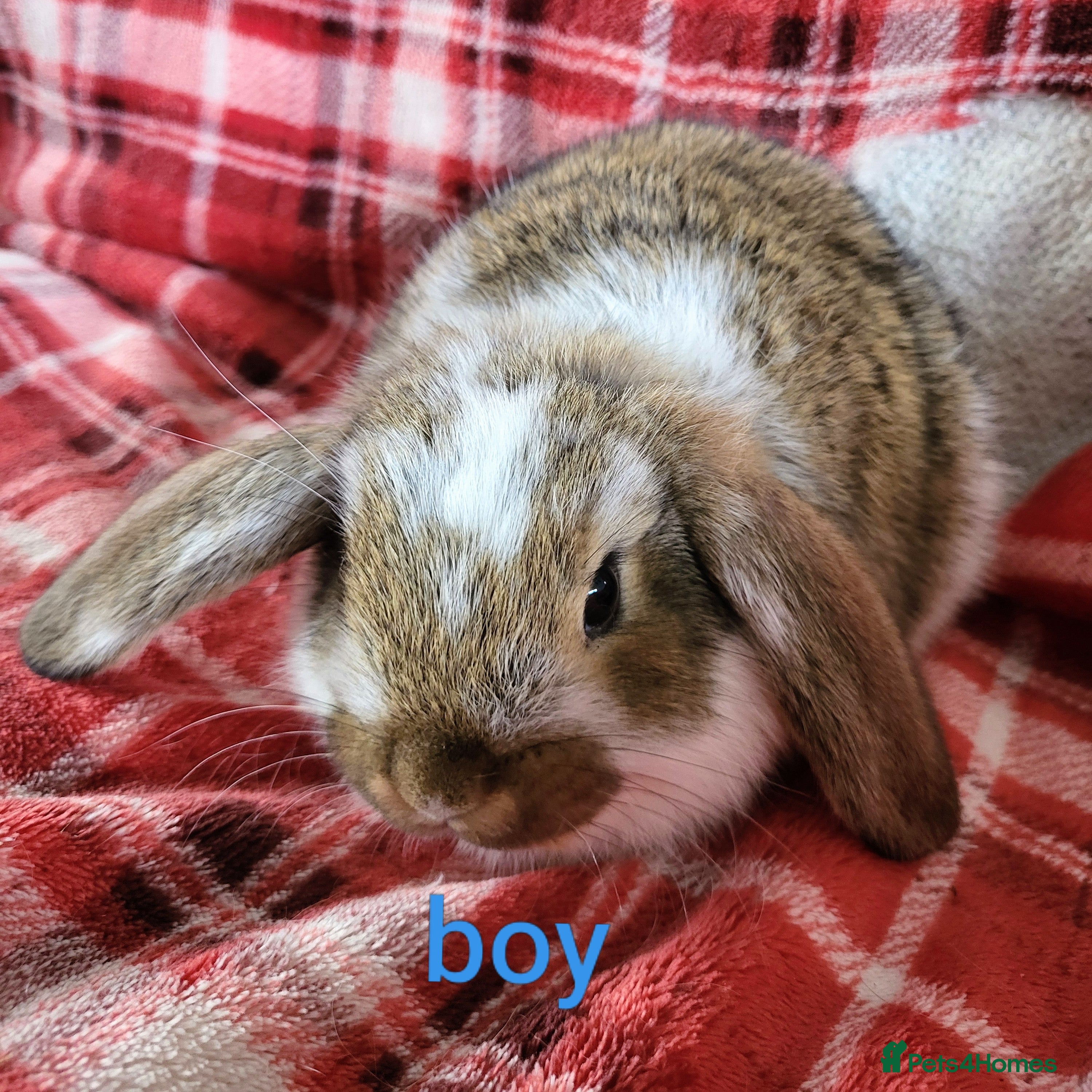 Mini Lop rabbits French lop x mini lop  - Advert 19