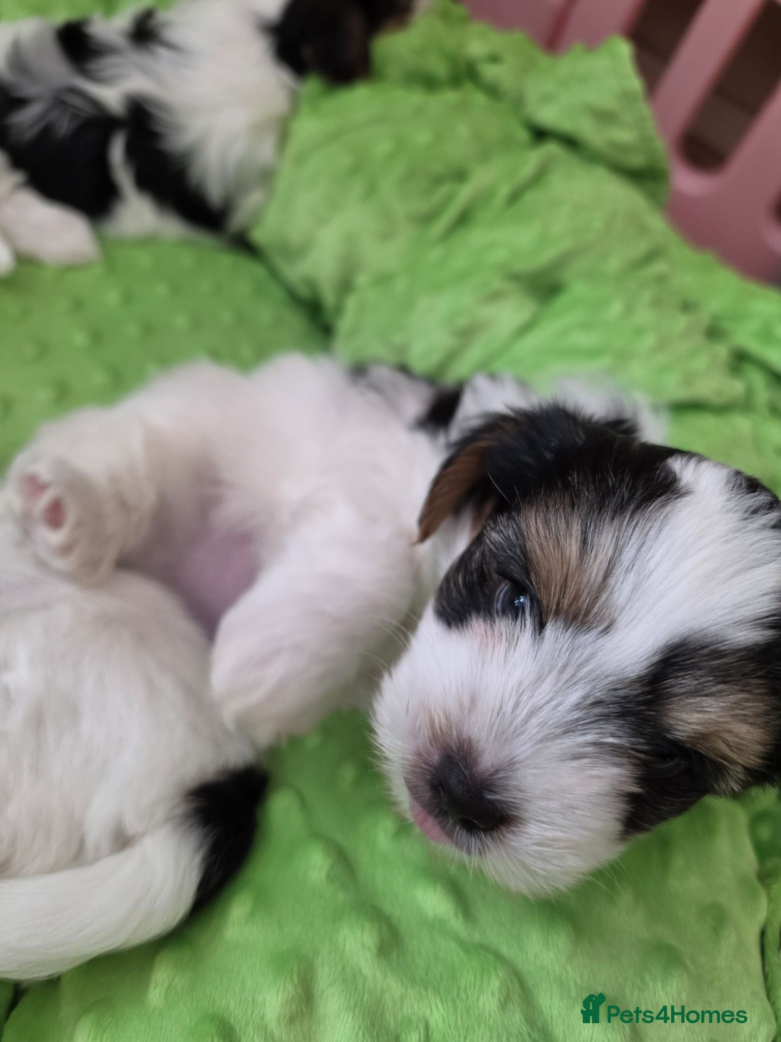 Yorkshire Terrier dogs Biewer Terrier 1 beautiful girl left available. - Advert 15