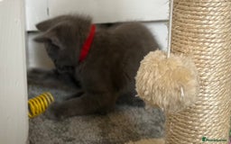 Russian Blue cats for sale: Russian Blue Kittens  - Image 39