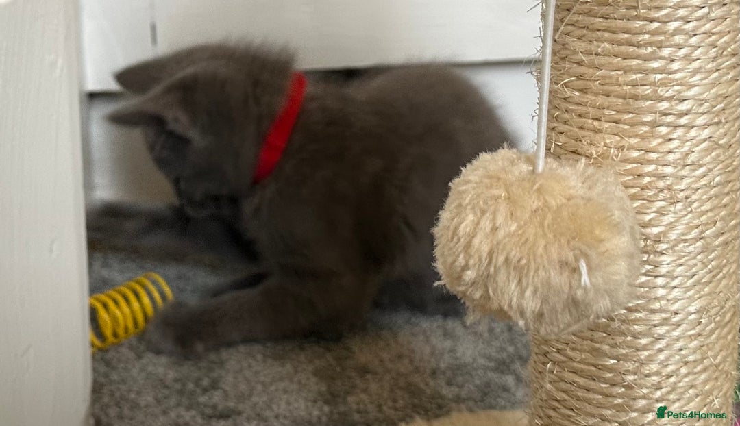 Russian Blue cats for sale: Russian Blue Kittens  - Image 39