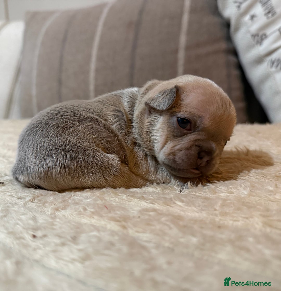 French Bulldog dogs for sale: French bulldog puppies - Advert 23