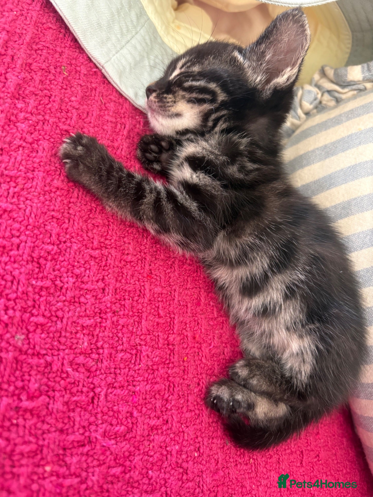 Mixed Breed cats Half bengal kittens REDUCED £250 - Advert 1