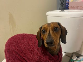 Miniature Dachshund dogs - Advert 4