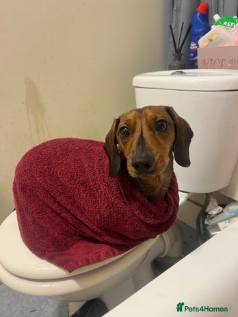 Miniature Dachshund dogs - Advert 2