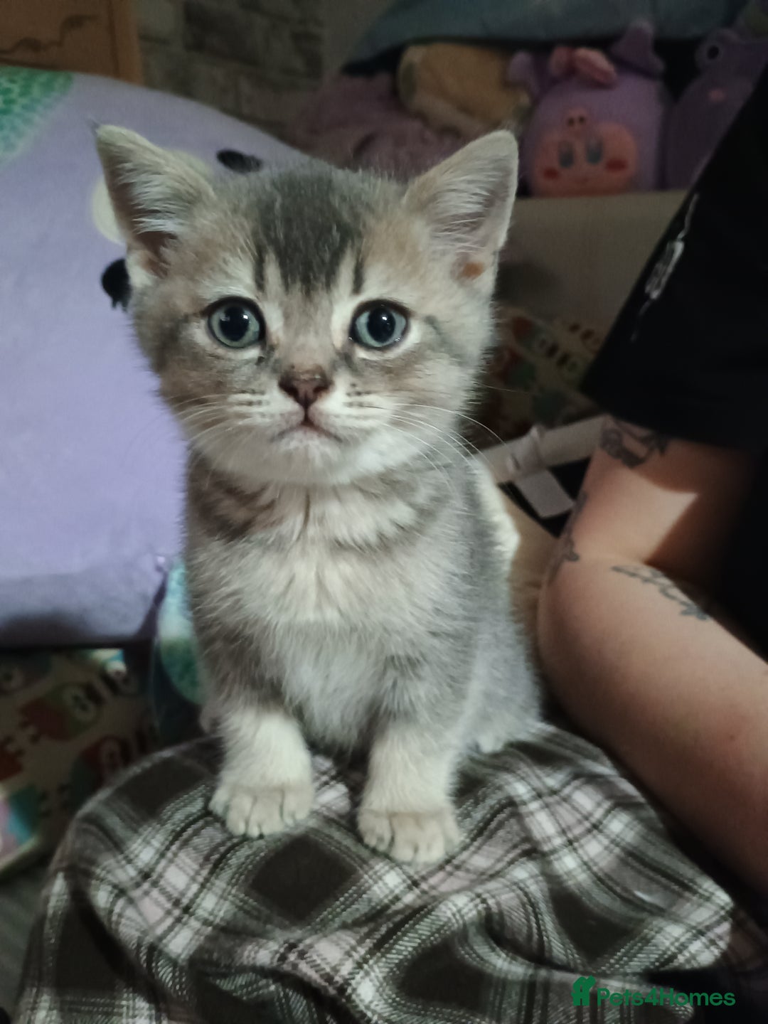 British Shorthair cats for sale: British shorthair kittens - Advert 8