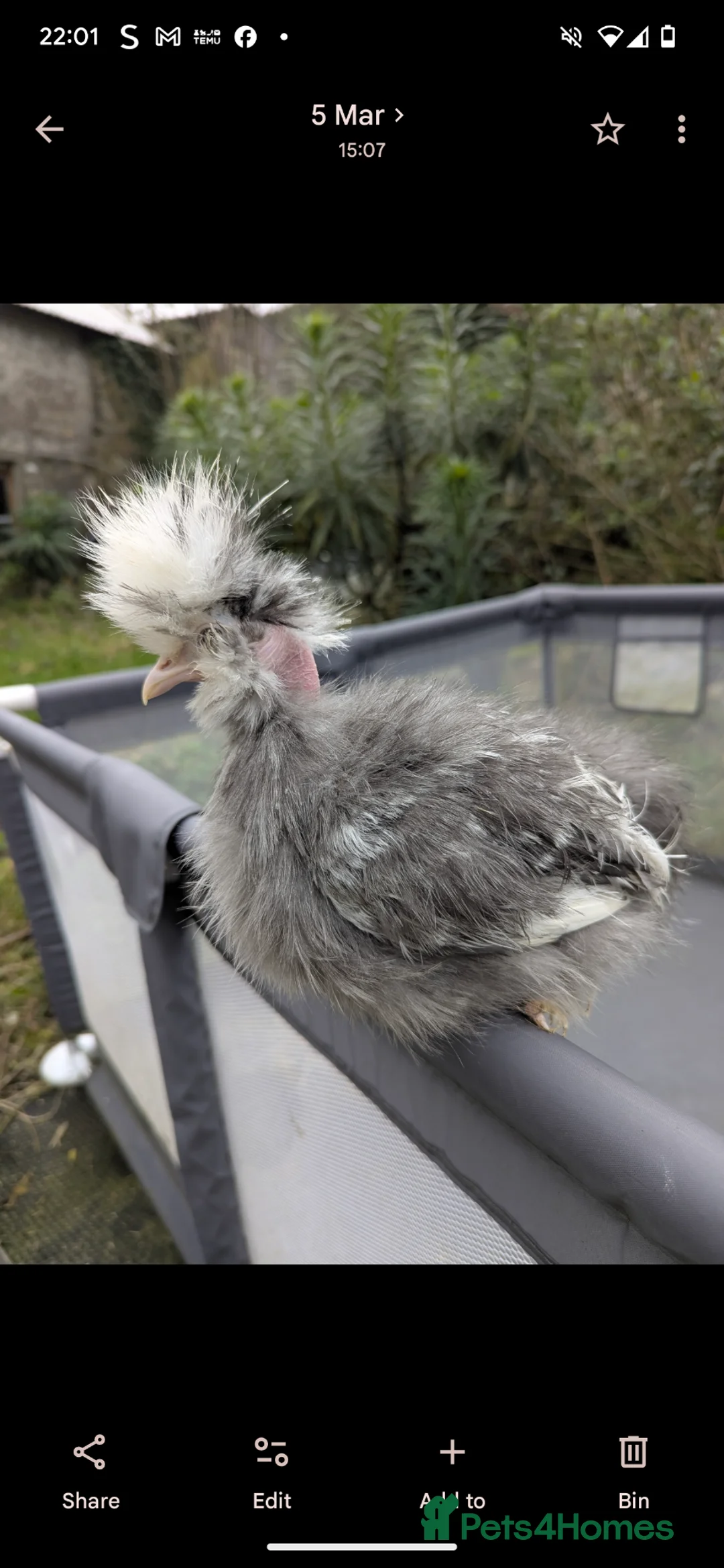 Chickens poultry for sale: USA Silkie Purebred Colours Hatching Eggs  - Advert 19