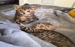Mixed Breed cats for sale: American bobtail / tortoise shell - Image 18