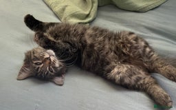 Mixed Breed cats for sale: Beautiful mixed kittens  - Image 27
