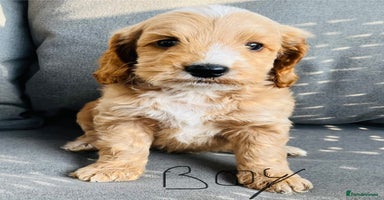 Cockapoo dogs - Advert 6
