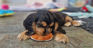 Cocker Spaniel dogs - Advert 15