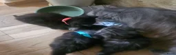 Persian cats for sale: Persian x kittens £250 2 girls left - Advert 5