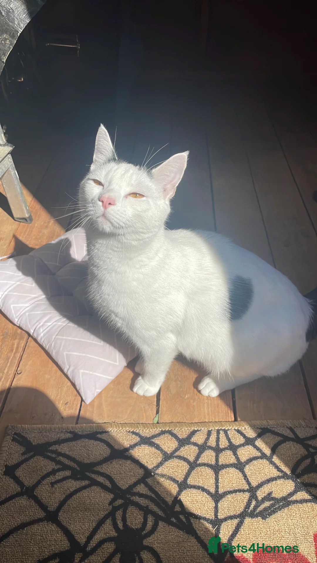 Mixed Breed cats for sale: Beautiful family cat - Milo  in Bicester - Advert 1