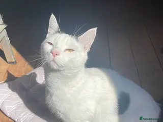 Mixed Breed cats Beautiful family cat - Milo - Advert 9